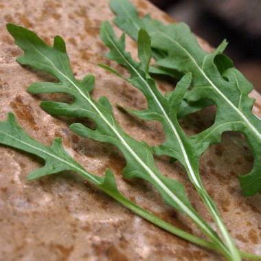 Deaflora Wilde Italienische Rucola