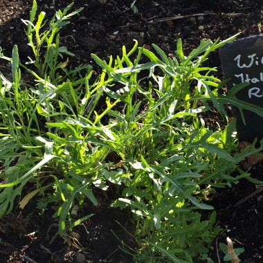 Deaflora Wilde Italienische Rucola Sämerei