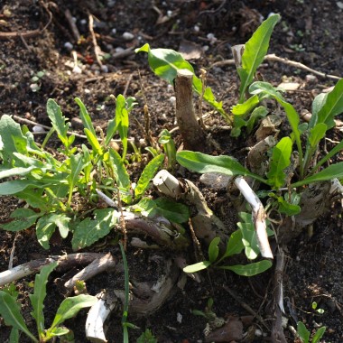 Deaflora Wilde Italienische Rucola
