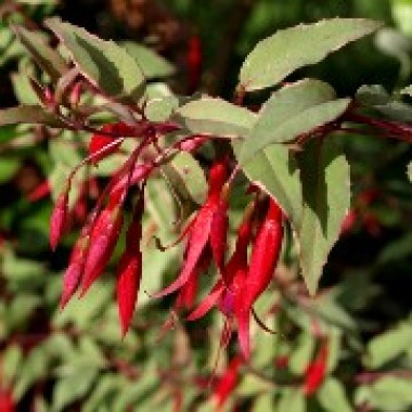 Wildfuchsie dreifarbig