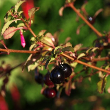 Wildfuchsie feinbl�ttrig