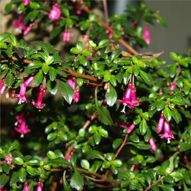 Wildfuchsie feinbl�ttrig