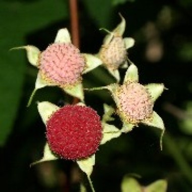 Zimthimbeere
