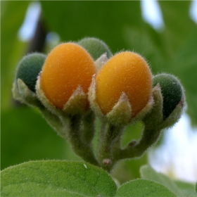 Zwerg-Tamarillo