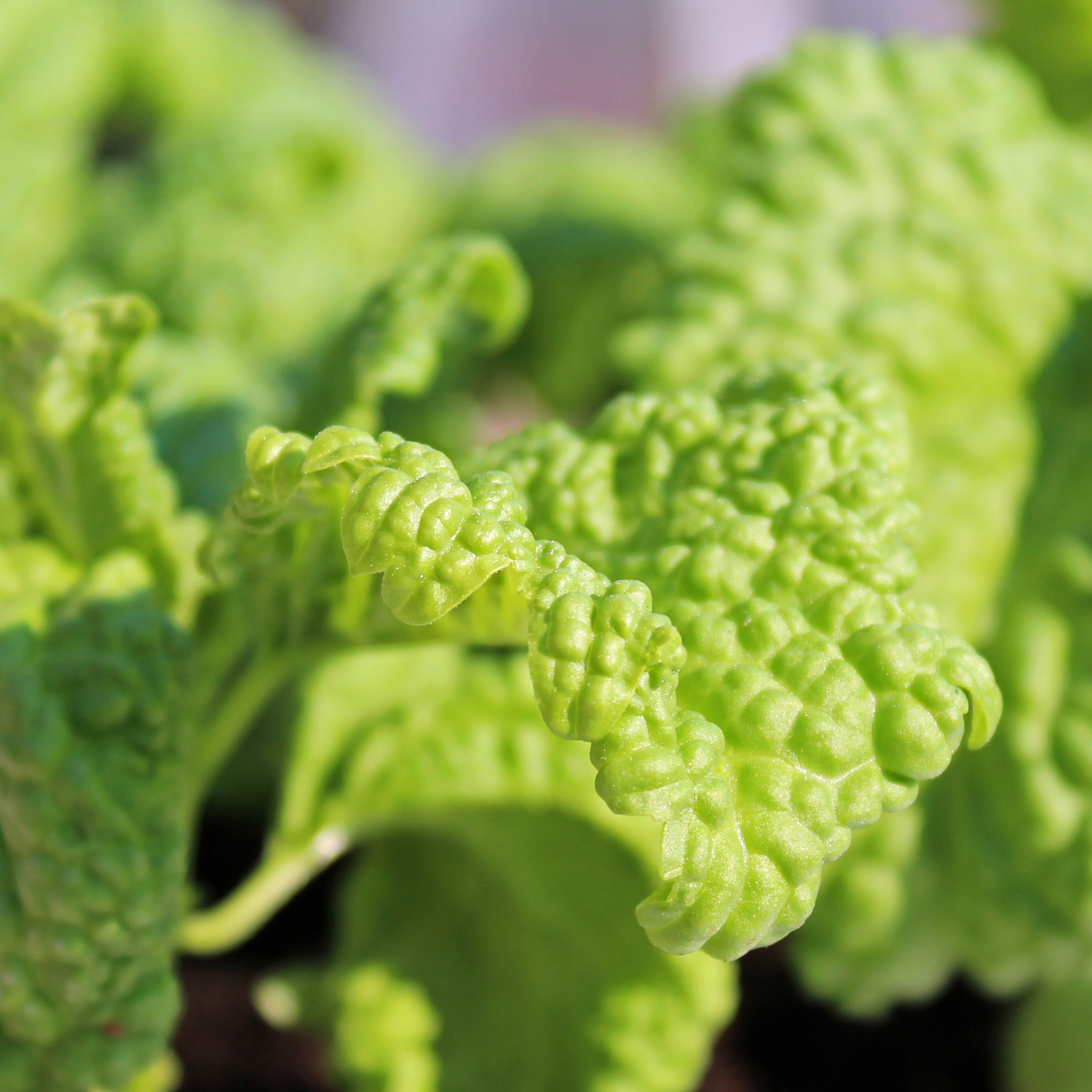 Deaflora Basilikum Green Ruffles