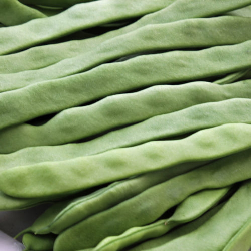 GrüNe Breite Bohnen - Rezepte Suchen