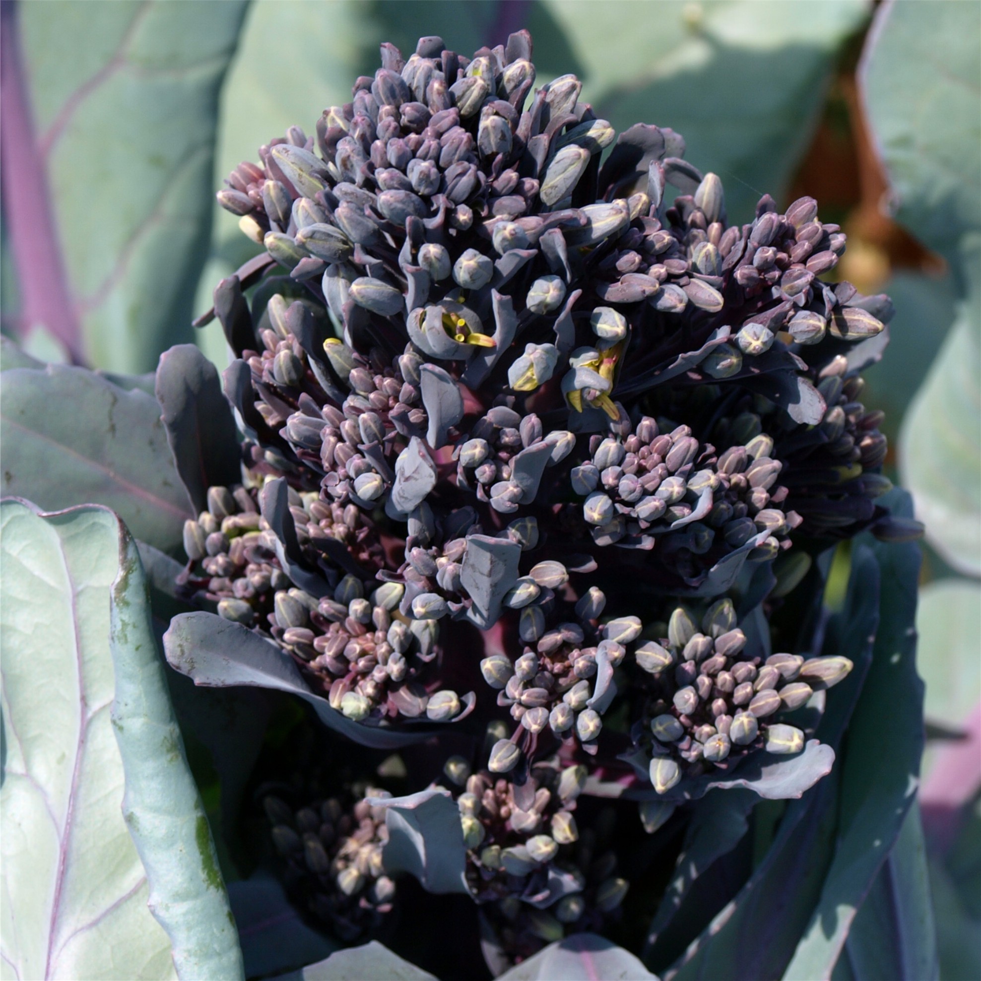Deaflora Broccoli Early Purple Sprouting
