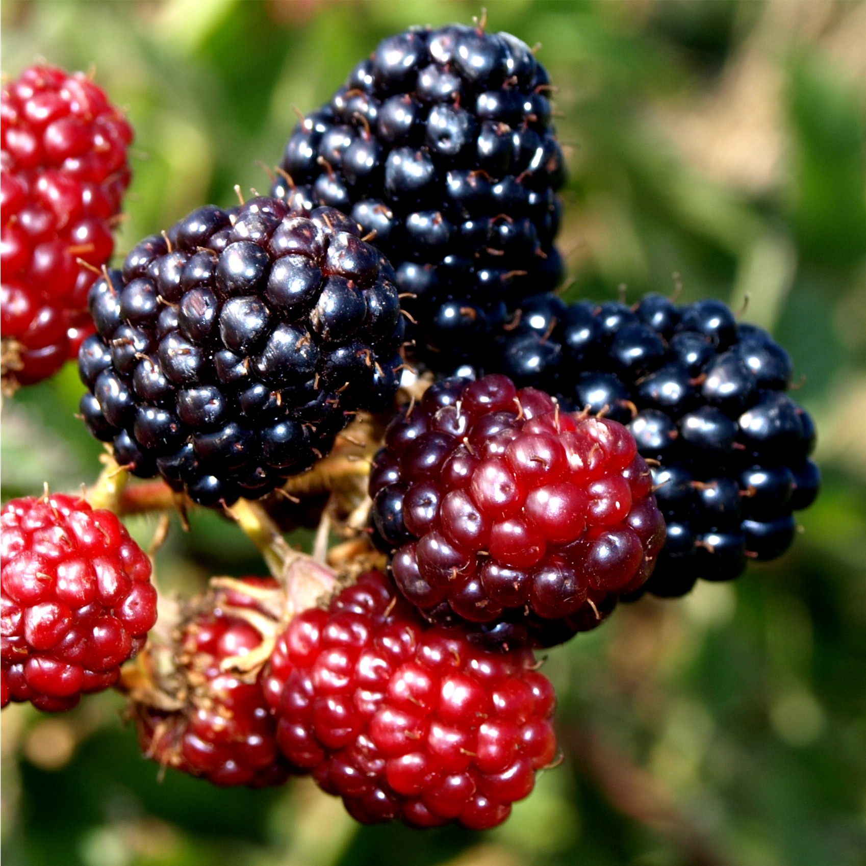 Deaflora Brombeere Thornfree (Pflanze)
