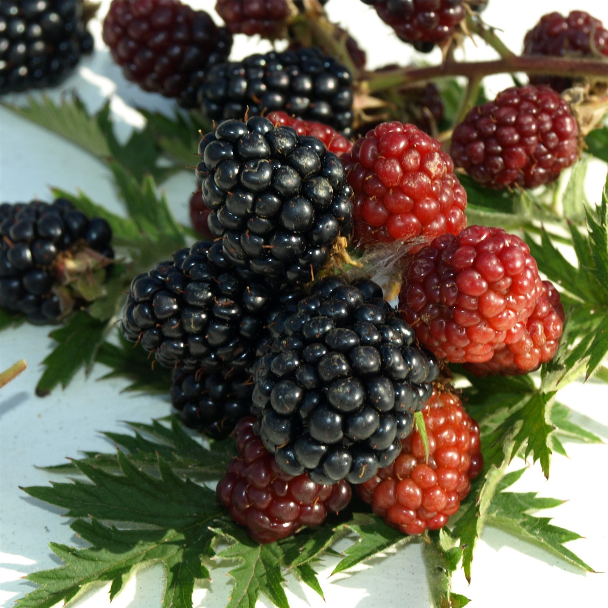 Deaflora Brombeere Thornless Evergreen (Pflanze)