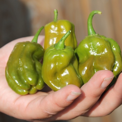 Deaflora Chili Habanero Green (Schärfe 10) (Samen)