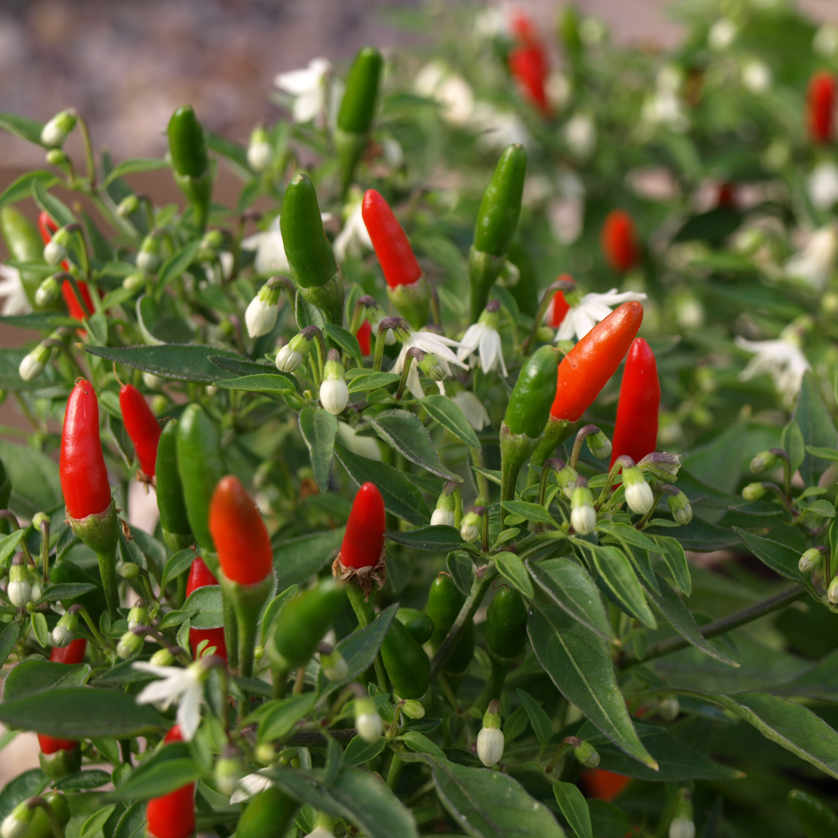 Deaflora Chili Pequin da Ischia