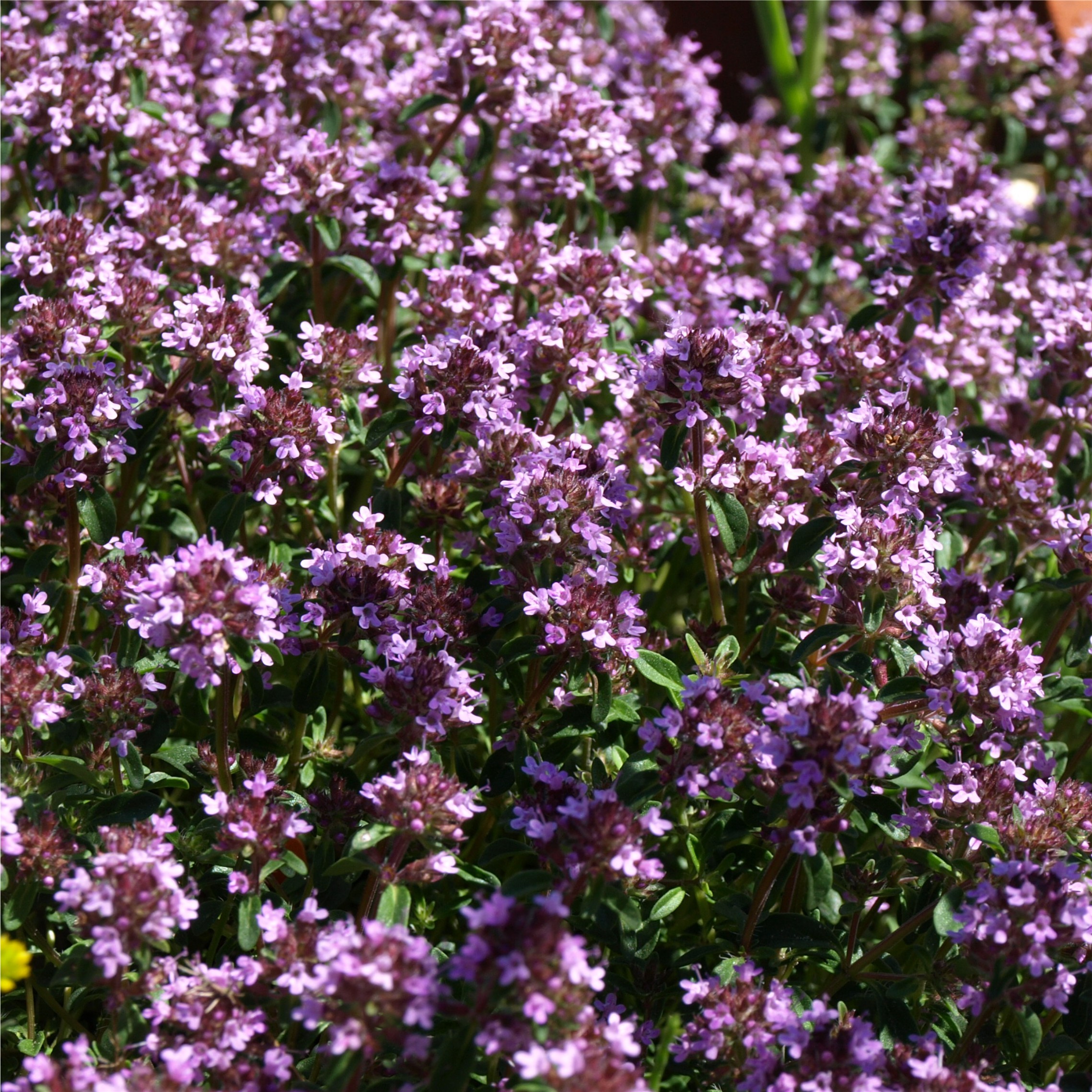 Deaflora EarlGreyThymian