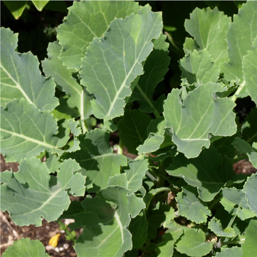 Deaflora Ewiger Kohl
