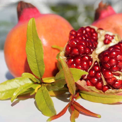 Deaflora Granatapfel Russian (Pflanze)