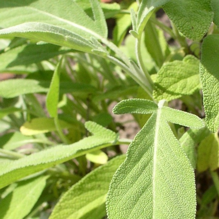 Deaflora Griechischer Salbei