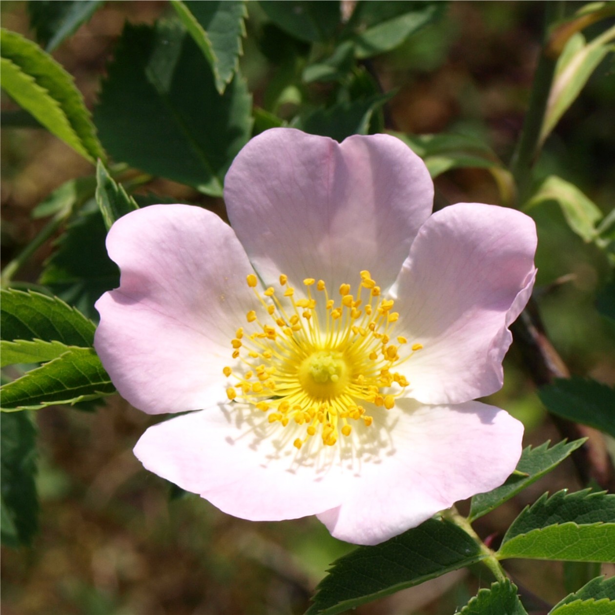 Deaflora HundsRose