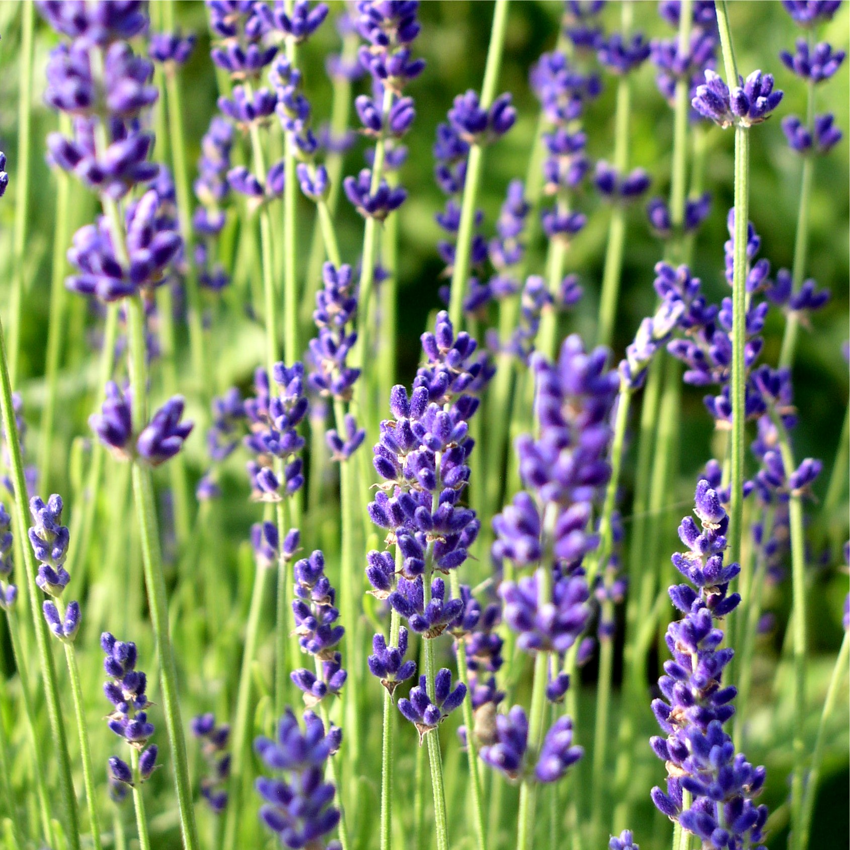Deaflora Lavendel Hidcote Blue