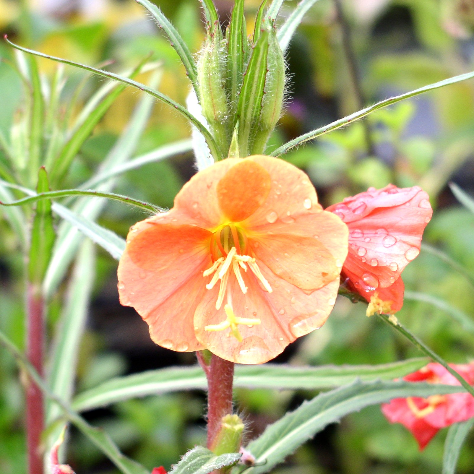 Deaflora Nachtkerze orange