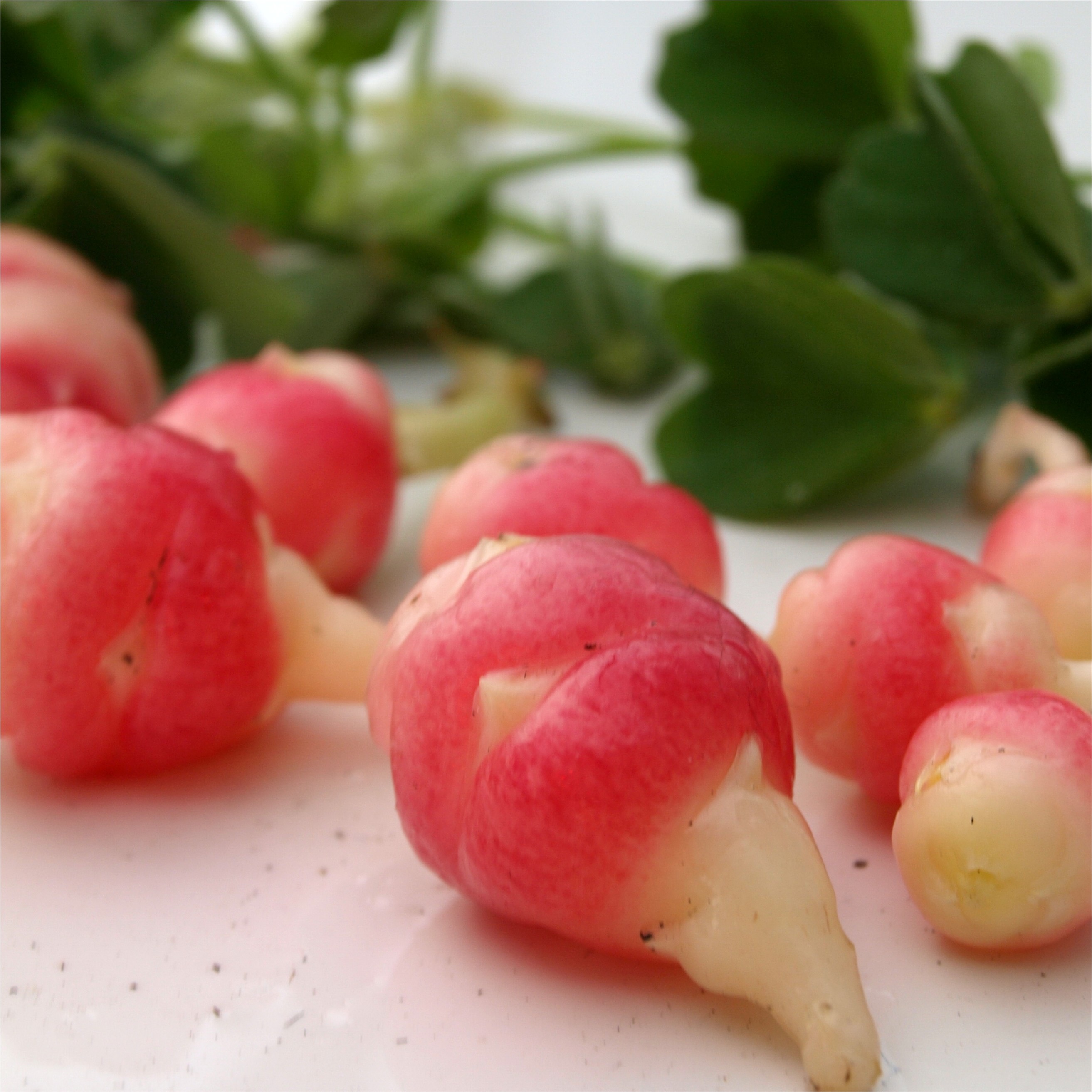Deaflora Oca rosa Pflanze