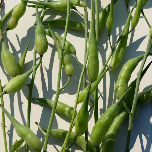 Deaflora Rattenschwanzrettich