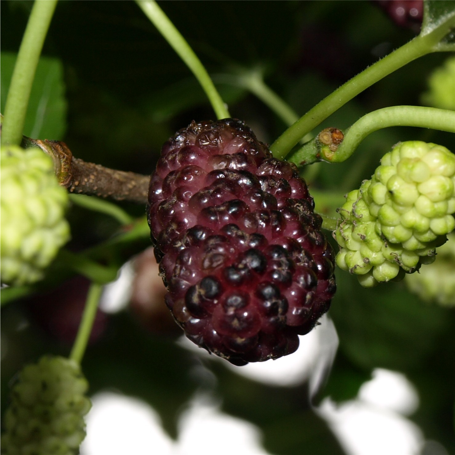 Deaflora Rote Maulbeere
