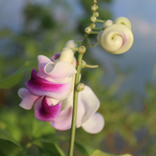 Meterbohnen Samen - 1-2 Bohnen Pro Person Satt, Ungewöhnliche & Tolle Idee Für Den Garten