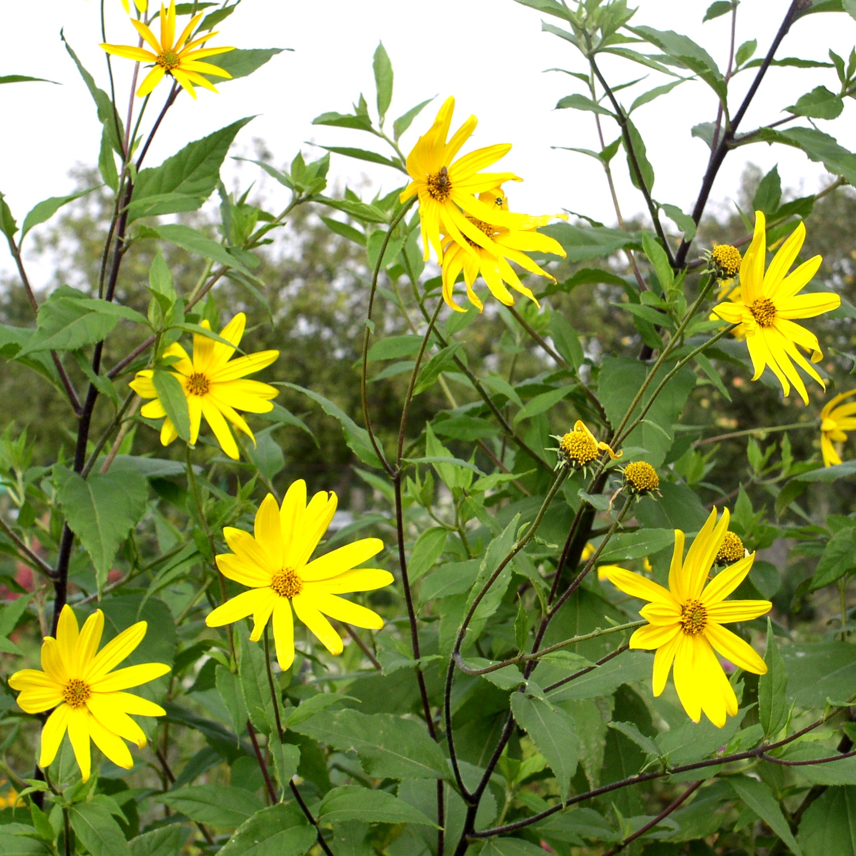 Deaflora Topinambur Bianca