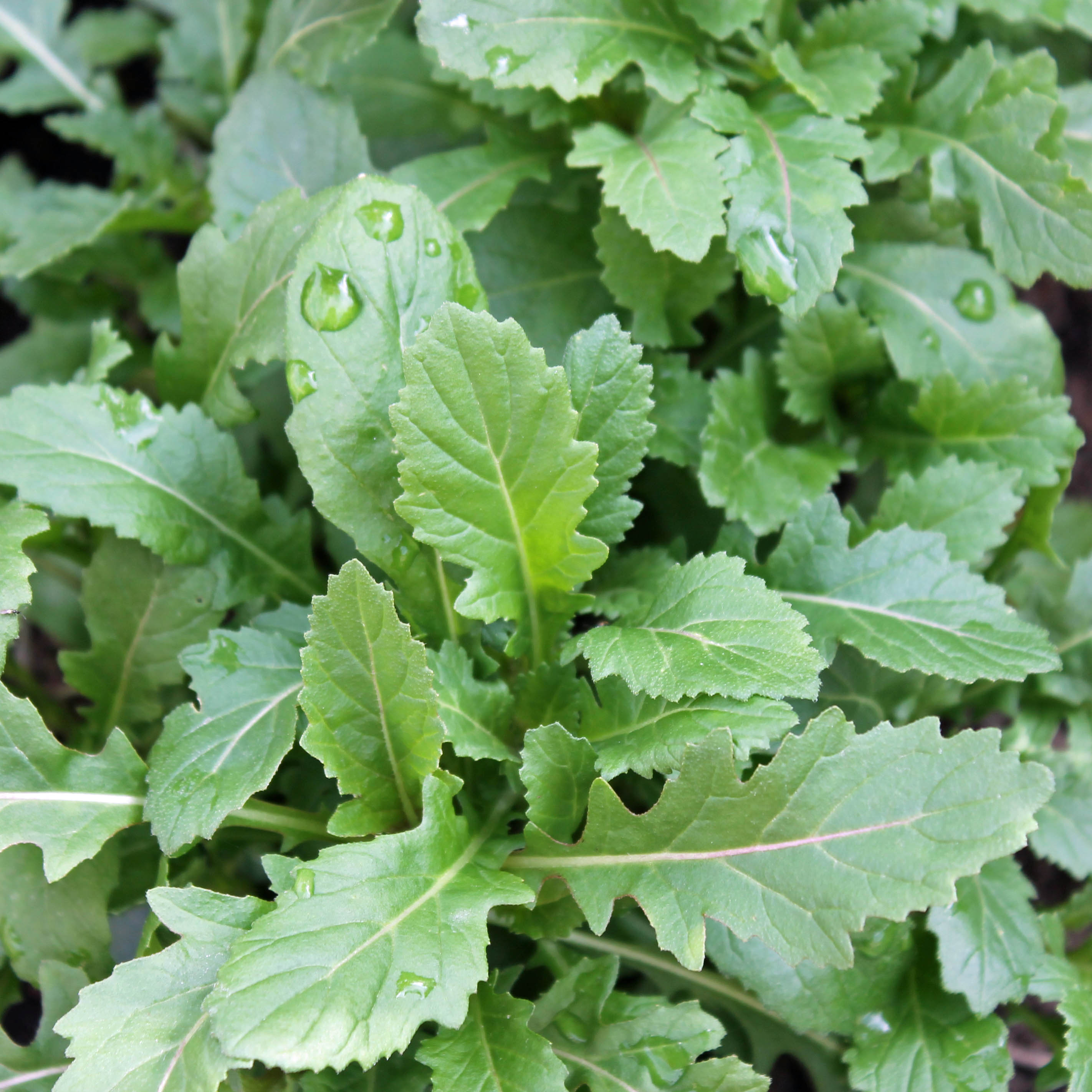 Deaflora WasabiRauke