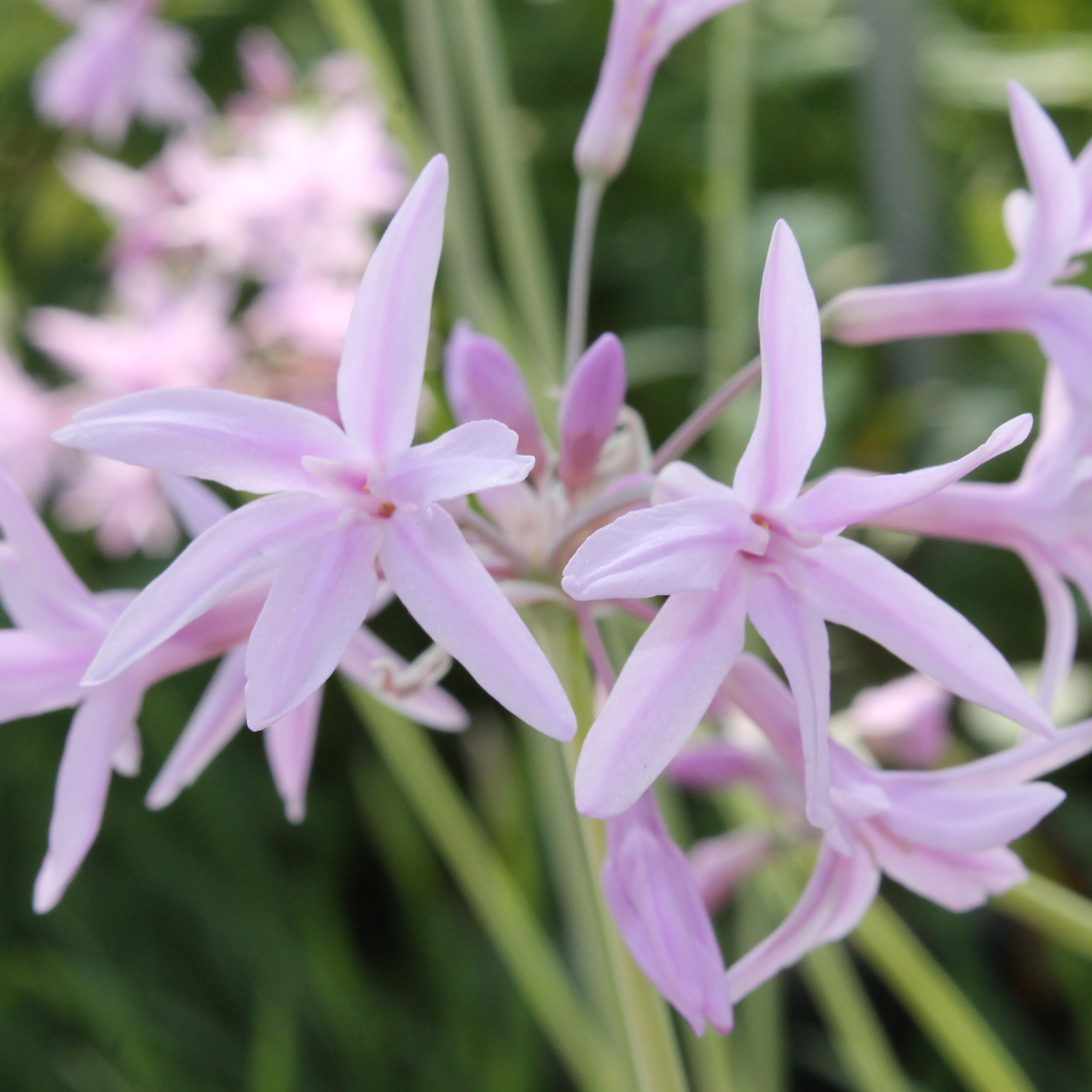 Deaflora zimmerknoblauch Zimmer weiss violett