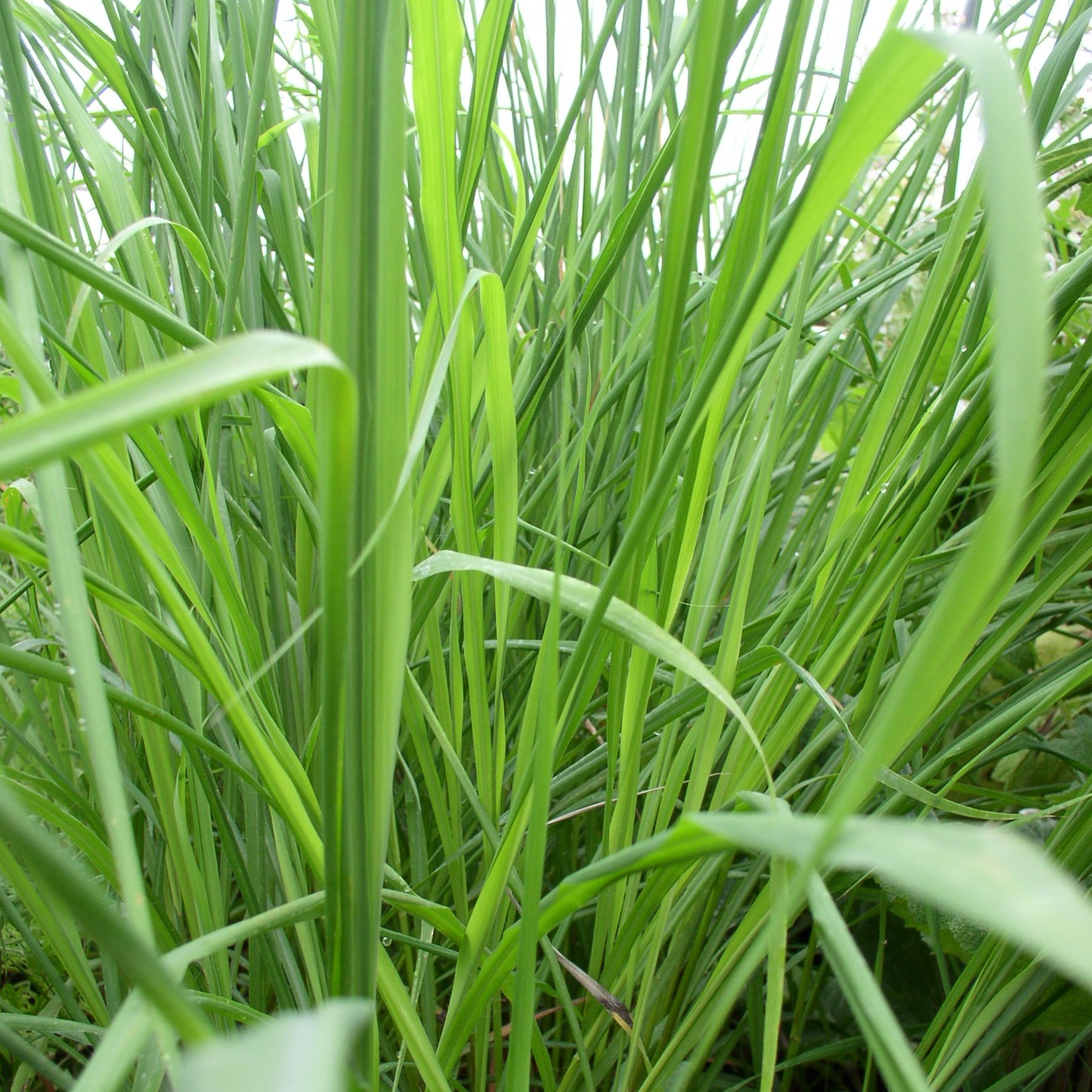 Deaflora Zitronengras