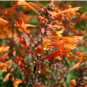 Agastache Apricot Sunrise