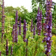 Agastache Dark Night