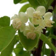 Akebia Alba
