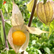 Andenbeere