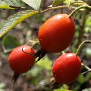 Apfelrose
