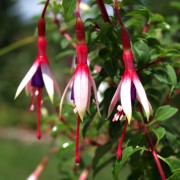 Arauco-Fuchsie