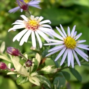 Aster panaschiert