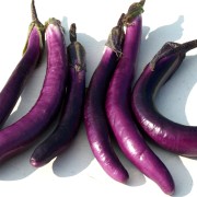 Aubergine Chinese Long