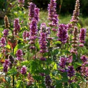 Bergamott-Agastache
