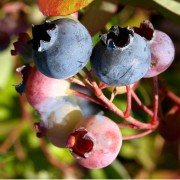 Blaubeere Goldtraube