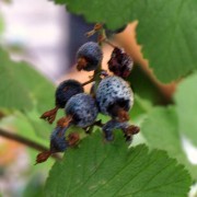 Blaue Johannisbeere