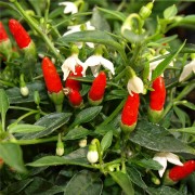 Chili Pequin da Ischia
