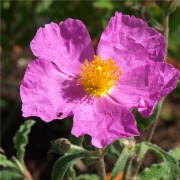 Zistrose