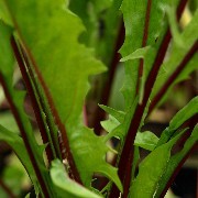 Blatt-Zichorie Red Rib