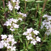 Deutscher Thymian