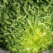 Endiviensalat Keystone