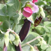 Markerbse Blauwschokkers