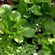 Feldsalat Mache Verte