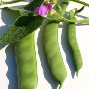 Forellenbohne