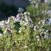 Franz�sischer Thymian
